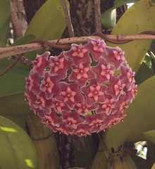 Hoya pubicalyx
