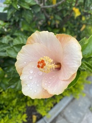 Hibiscus rosa-sinensis