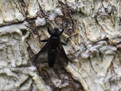 Smoky-winged Woodlouse Fly, Groesbeek, Nederland, photo 9 of 10