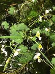 Ranunculus peltatus