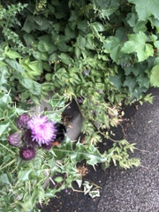 Bombus lapidarius