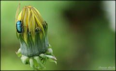 Cryptocephalus samniticus