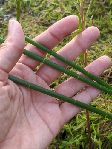 Image of Eleocharis equisetoides by (c) Alison Northup, some rights reserved (CC BY)