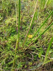 Eleocharis equisetoides