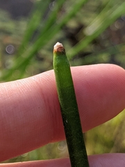 Eleocharis equisetoides