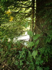 Doronicum austriacum