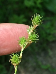 Carex echinodes