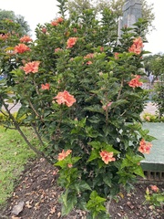 Hibiscus rosa-sinensis