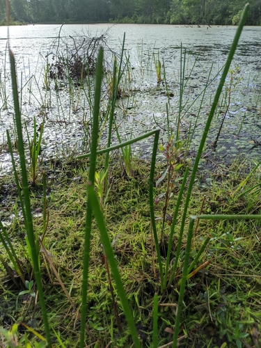 Image of Eleocharis equisetoides by (c) Alison Northup, some rights reserved (CC BY)