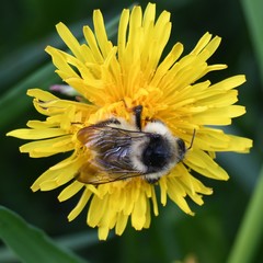 Bombus veteranus