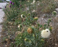 Carduus nutans leiophyllus