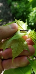Lymantria dispar
