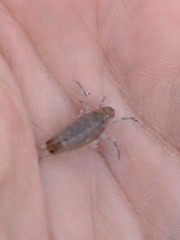 Megalorchestia corniculata