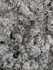 Megalorchestia corniculata