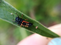 Harmonia axyridis
