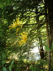 Doronicum austriacum