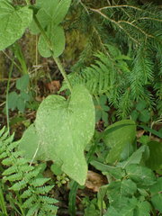 Doronicum austriacum