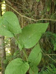 Doronicum austriacum