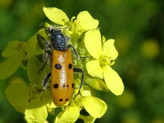 Trichodes octopunctatus