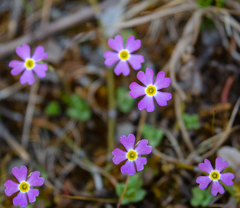 Primula mistassinica