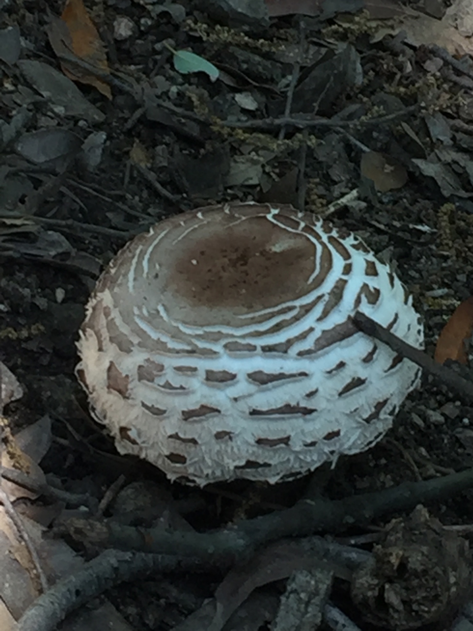 Chlorophyllum brunneum image