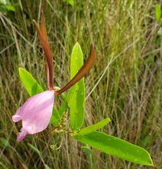 Cleistesiopsis divaricata