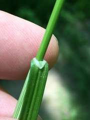 Carex echinodes
