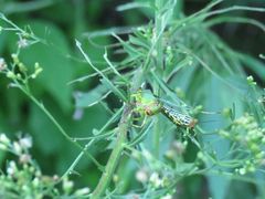 Zoniopoda tarsata