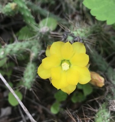 Opuntia pubescens