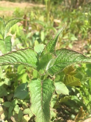 Monarda bradburiana