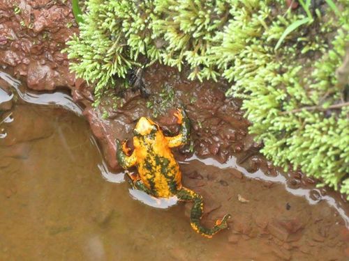Yungas Red-bellied Toad