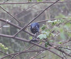 Ixobrychus flavicollis