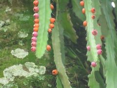 Pfeiffera monacantha