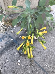 Nicotiana glauca