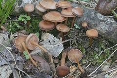 Gymnopus earleae