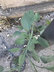 Nicotiana glauca