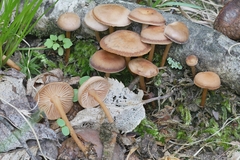 Gymnopus earleae