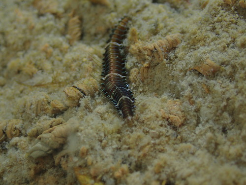 Neonworm, Zeeuwse meren, 158_13_400, NL, photo 9 of 10