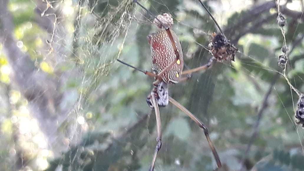 Trichonephila clavipes image
