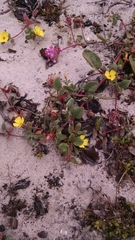 Camissoniopsis cheiranthifolia cheiranthifolia