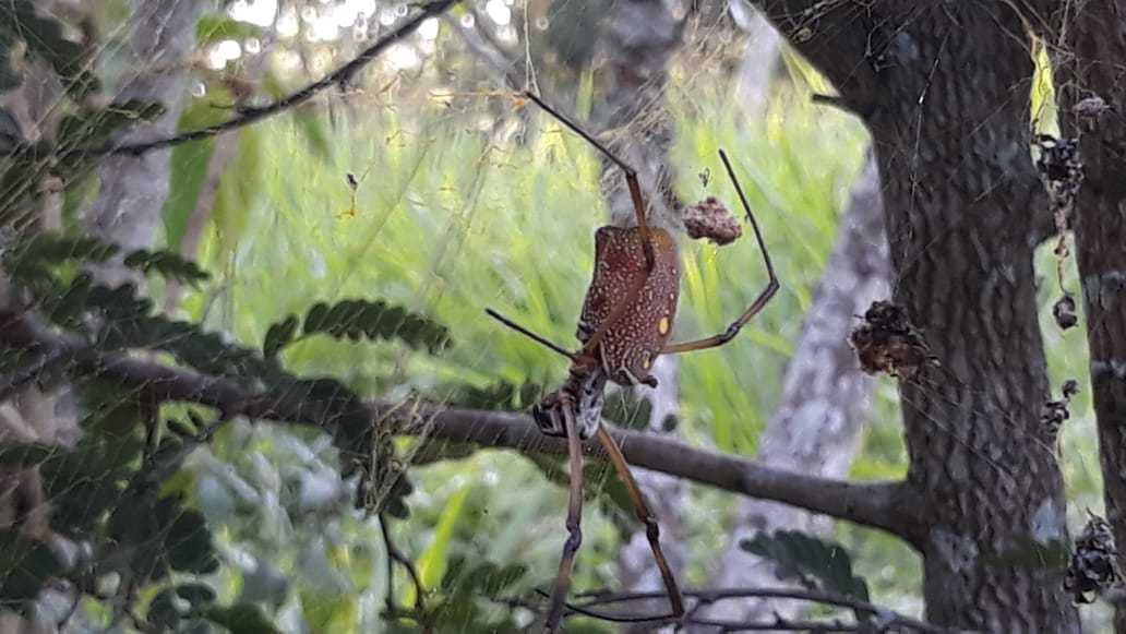 Trichonephila image