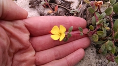 Camissoniopsis cheiranthifolia cheiranthifolia