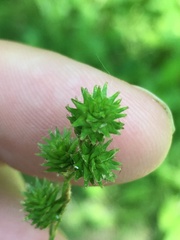 Carex echinodes
