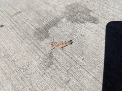 Psoloessa delicatula