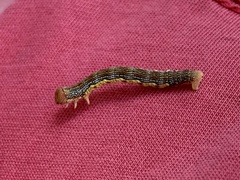 Erannis tiliaria