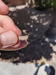 Psoloessa delicatula