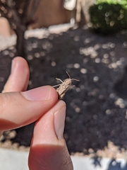 Psoloessa delicatula