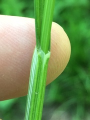 Carex echinodes