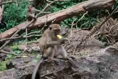 Macaca fascicularis
