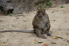 Macaca fascicularis